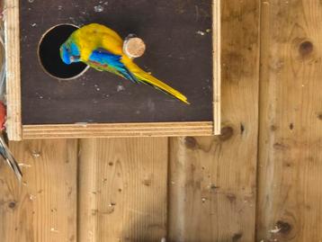 Te koop 2 turqusine parkiet mannen beschikbaar voor biedingen