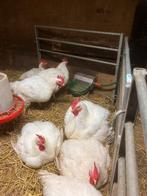 Slacht hanen, Dieren en Toebehoren, Pluimvee, Mannelijk, Kip