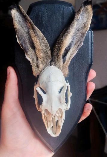 Hazenschedel met Oren - Taxidermie beschikbaar voor biedingen