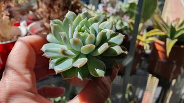 Seduveria = sedum + echeveria vetplant succulent  beschikbaar voor biedingen