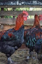 Zwart koper marans haan, Mannelijk, Kip