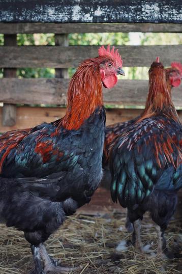 Zwart koper marans haan beschikbaar voor biedingen