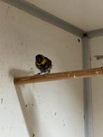 Jonge Cubavink, Dieren en Toebehoren, Mannelijk, Geringd