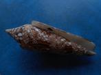 Schelpen: Conus bengalensis Okutani f++g 101mm m/o, Verzenden, Schelp(en)