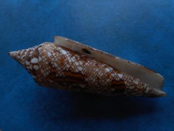 Schelpen: Conus bengalensis Okutani f++g 101mm m/o beschikbaar voor biedingen