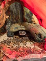 Te koop: Luipaardgekko (May) /terrarium, Dieren en Toebehoren, Ophalen of Verzenden, Zo goed als nieuw, Terrarium of Paludarium