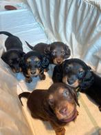 Kaninchen langhaar teckel pups, Dieren en Toebehoren, Honden | Teckels en Dashonden, Kaninchen, Reu, 8 tot 15 weken, Langhaar