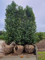 Portugese laurier  Prunus lusitanica Angustifolia 180-200 cm, Tuin en Terras, Planten | Struiken en Hagen, Ophalen, Laurier, Haag