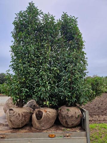 Portugese laurier  Prunus lusitanica Angustifolia 180-200 cm beschikbaar voor biedingen