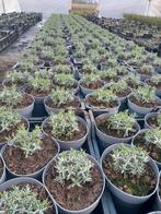 Lavendel hitcote in 2 liter pot kosten 3.50 euro per stuk, Tuin en Terras, Planten | Tuinplanten, Ophalen of Verzenden