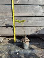 Tamme kastanje | p9 | Natuurlijke teelt, Tuin en Terras, Overige soorten, Lente, Minder dan 100 cm, Ophalen