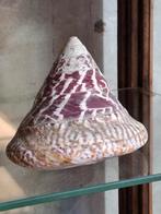 Trochus niloticus xl grote schelp, Ophalen of Verzenden, Schelp(en)