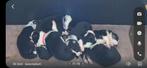 Bordercollie pups te koop  border collie, Sheepdog, 8 tot 15 weken, Meerdere, Meerdere dieren