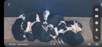 Bordercollie pups te koop  border collie beschikbaar voor biedingen