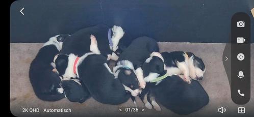 Bordercollie pups te koop  border collie, Dieren en Toebehoren, Honden | Herdershonden en Veedrijvers, Meerdere dieren, Sheepdog