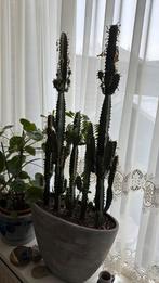 Cactus plant, Ophalen of Verzenden, Cactus, Halfschaduw, Minder dan 100 cm