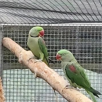 1 koppel alexanderparkieten 2022 groen//lutino en blauw beschikbaar voor biedingen
