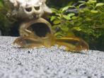 Corydora gold lazer, Dieren en Toebehoren, Vissen | Aquariumvissen, Vis