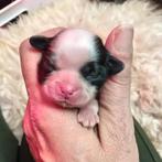 8 Shih Tzu puppys geboren 07/01/26 stamboom & DNA testen, Particulier, 15 weken tot 1 jaar, Buitenland, Parvo