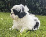 Boomers ( Shih-Tzu/Maltezer), Dieren en Toebehoren, Nederland, Overige rassen, CDV (hondenziekte), 8 tot 15 weken