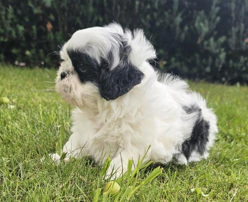 Boomers ( Shih-Tzu/Maltezer), Dieren en Toebehoren, Honden | Chihuahua's en Gezelschapshonden, Meerdere dieren, Overige rassen