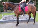 Superbrave 5 jr  familie/manege/sport ruin 1,66 mtr, Dieren en Toebehoren, Paarden, B, Gechipt, Ruin, 3 tot 6 jaar