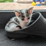 4 kittens te koop!, Dieren en Toebehoren, Katten en Kittens | Overige Katten, Meerdere dieren, Kortharig, 0 tot 2 jaar