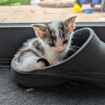 4 kittens te koop! beschikbaar voor biedingen
