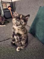 Onze lieve kitten zoekt een nieuw huis, Dieren en Toebehoren, Katten en Kittens | Overige Katten, Meerdere dieren