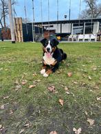 Appenzeller dekreu, Reu, 1 tot 2 jaar, Eén hond, Nederland