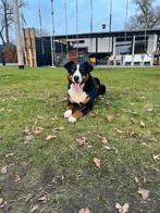 Appenzeller dekreu, Dieren en Toebehoren, Honden | Dekreuen, Particulier, 1 tot 2 jaar, Reu, Nederland