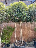 Driestam meerstam steeneik, Tuin en Terras, Planten | Bomen, Ophalen, Zomer, Halfschaduw, Overige soorten