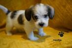 Kleine boomer pups, kruising maltipoo., Dieren en Toebehoren, Honden | Chihuahua's en Gezelschapshonden, Nederland, Overige rassen