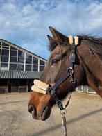 Ruin 24 weidemaatje/recreatief!, Dieren en Toebehoren, Paarden, Ruin, Recreatiepaard