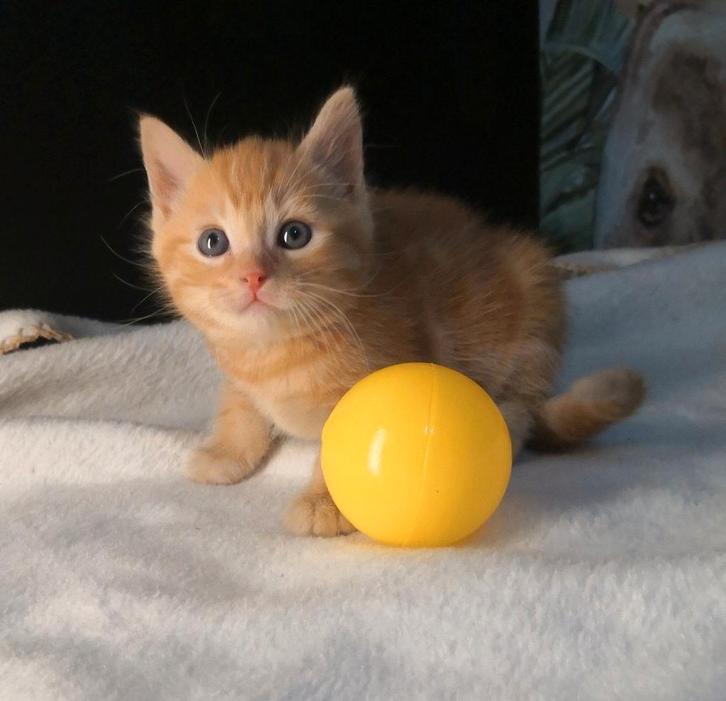 Nog 1 kitten 🩷, Dieren en Toebehoren, Katten en Kittens | Overige Katten, Kortharig, Meerdere dieren, 0 tot 2 jaar