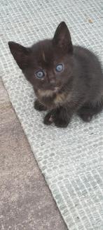 Kittens, Dieren en Toebehoren, Katten en Kittens | Raskatten | Korthaar, Poes, 0 tot 2 jaar