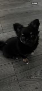 Puppy black and tan, Dieren en Toebehoren, Honden | Chihuahua's en Gezelschapshonden, CDV (hondenziekte), 8 tot 15 weken, Teef