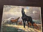 Portraitures of horses 1952, Antiek en Kunst, Ophalen of Verzenden