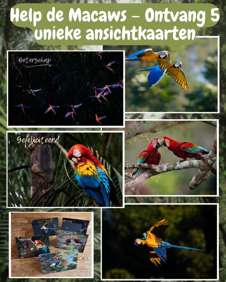 5 ansichtkaarten, opbrengst gaat naar behoud van de Ara, Dieren en Toebehoren, Vogels | Parkieten en Papegaaien