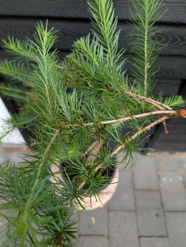 Japanse Larix (Larix kaempferi), Tuin en Terras, Planten | Bomen, Overige soorten, Ophalen
