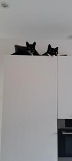 2 katers, Kater