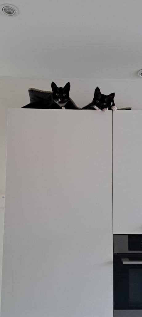 2 katers, Dieren en Toebehoren, Katten en Kittens | Overige Katten, Kater