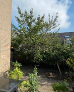 Twee Kersenbomen - 5 & 8 meter, Tuin en Terras, Overige soorten, Lente, 400 cm of meer, Ophalen