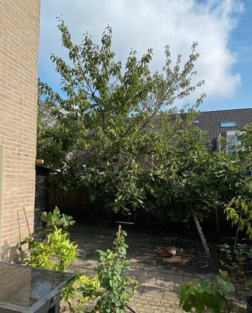 Twee Kersenbomen - 5 & 8 meter beschikbaar voor biedingen