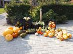 Pompoenen en Kalebassen Mix, Ophalen, Volle zon, Groenteplanten, Eenjarig