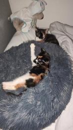 1 Kitten aftehalen, Dieren en Toebehoren, Katten en Kittens | Overige Katten, Meerdere dieren, Kortharig, 0 tot 2 jaar