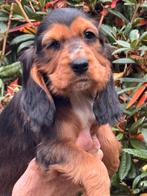 Beeldschone Cockapoo pups! Meerdere kleuren, Dieren en Toebehoren, Honden | Chihuahua's en Gezelschapshonden, Nederland, Overige rassen