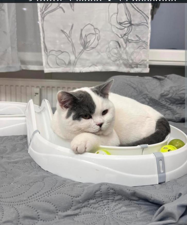 Britse korthaar kittens met stamboom, Dieren en Toebehoren, Katten en Kittens | Raskatten | Korthaar, Kater, Ontwormd