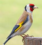 Majoor putter wildkleur, Dieren en Toebehoren, Vogels | Overige Vogels, Mannelijk, Wildzangvogel