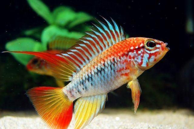 Apistogramma viejita II per paar - Koidream Valburg, Dieren en Toebehoren, Vissen | Aquariumvissen, Zoetwatervis, Vis